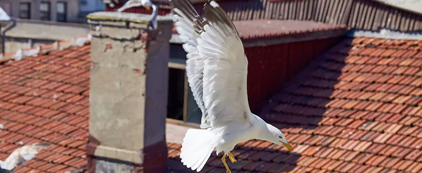Residential Chimney Animal Removal Solution in St. Michael, MN